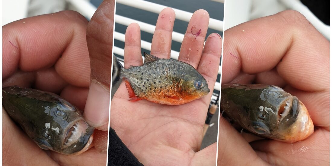 Peşte piranha găsit la Oradea, dezastru pentru fauna locală. Poliţia anchetează mai multe pet shop-uri